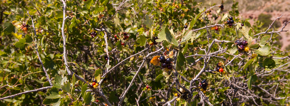 Purple, red, and yellow currants on a golden currant bush