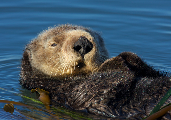 A sea otter floats on its back while looking at the camera
