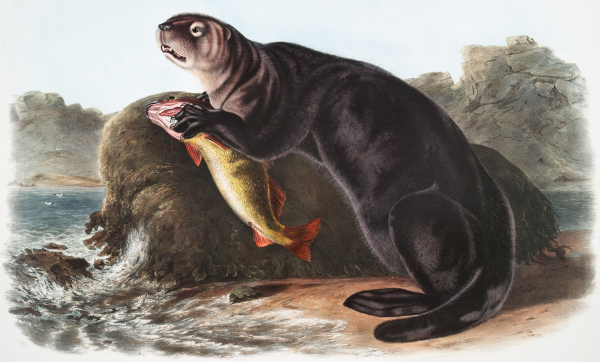 19th-century illustration of an otter eating a fish