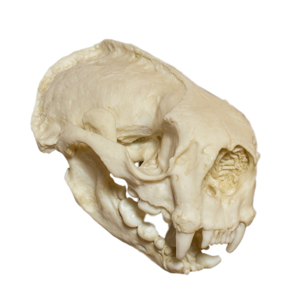 white sea otter skull with dense, rodent-like bones