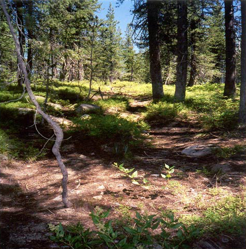 Forest Park