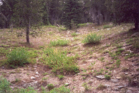 Eroded gully on Bowl Butte