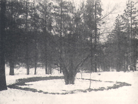 A flat forested bottom covered with snow
