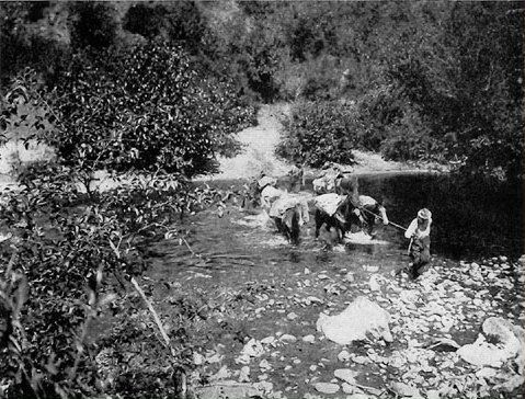 A packer leads a small team across the creek